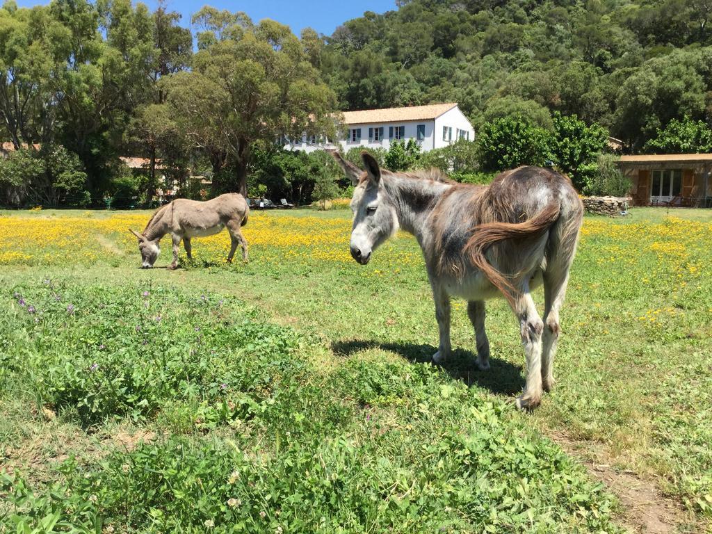 Le Manoir De Port-Cros Hotell Eksteriør bilde